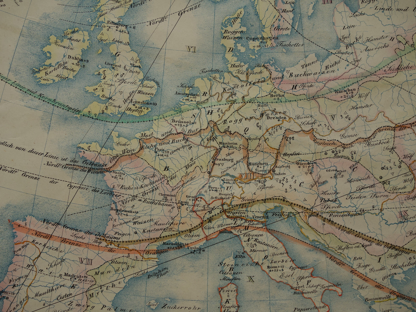 EUROPA grote oude kaart klimaat van Europa uit 1840 originele antieke landkaart Europees continent distributie planten dieren vintage poster
