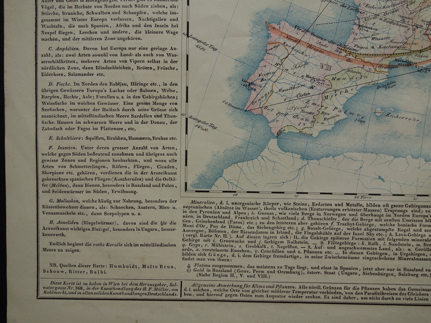 EUROPA grote oude kaart klimaat van Europa uit 1840 originele antieke landkaart Europees continent distributie planten dieren vintage poster
