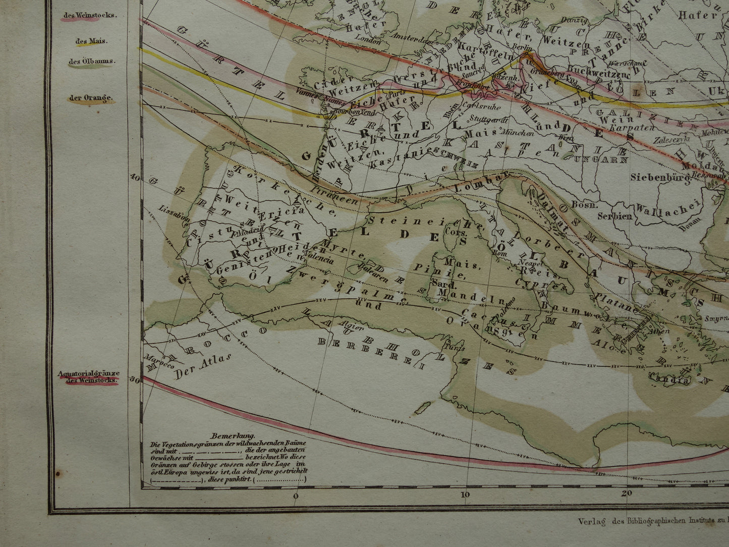 BOTANISCHE kaart van Europa uit 1850 oude handgekleurde fytogeografie landkaart - vintage print