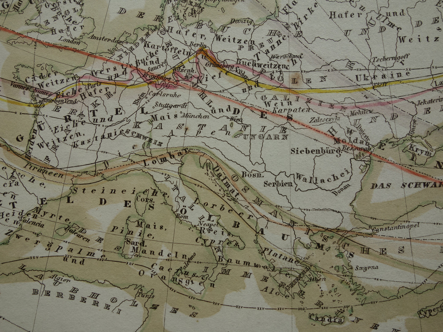 BOTANISCHE kaart van Europa uit 1850 oude handgekleurde fytogeografie landkaart - vintage print