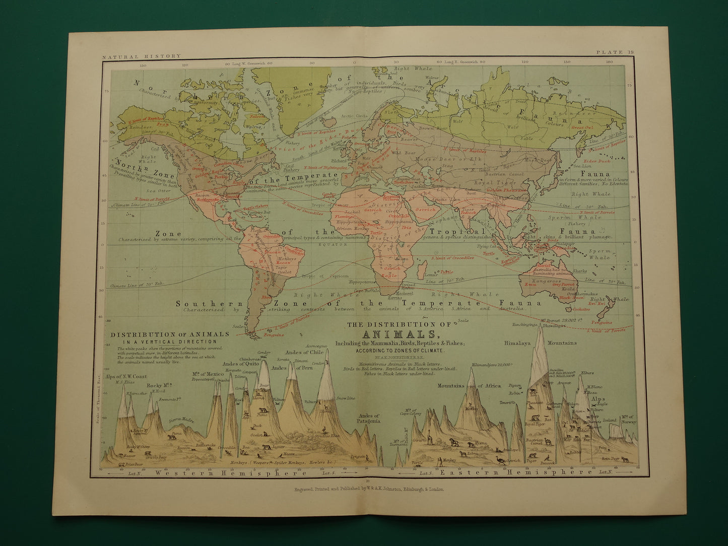 Oude wereldkaart over verdeling van dieren geïllustreerd met bergtoppen Originele antieke Engelse kaart Vintage fauna landkaarten