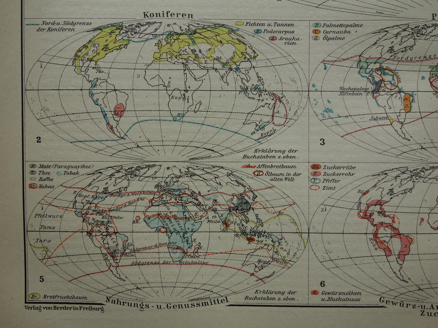 BOTANISCHE WERELDKAART 1921 oude Duitse fytogeografie kaart over gecultiveerde planten antieke plantkunde landkaart vintage gewassen plantengeografie