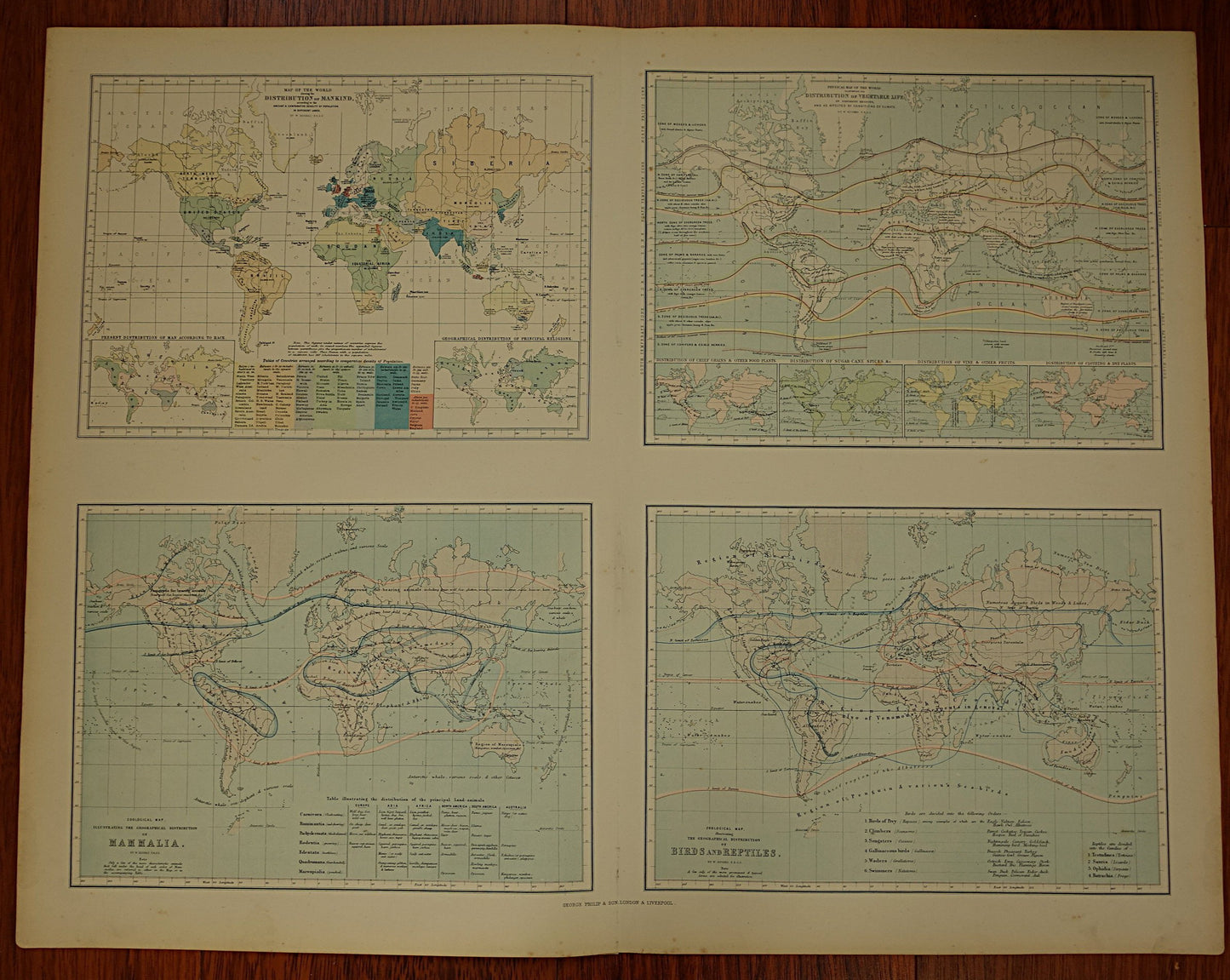 WERELDKAART grote antieke kaart met Wereldkaarten Bevolkingsdichtheid Verspreiding Flora en Fauna 1890 originele 130+ jaar oude print poster