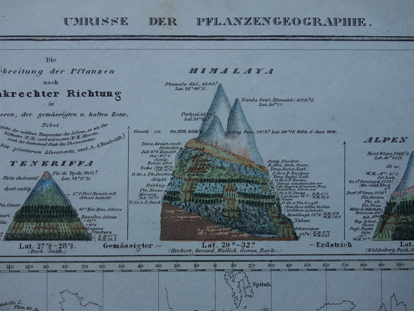 BOTANISCHE kaart van de wereld uit 1850 oude handgekleurde fytogeografie wereldkaart - bergtoppen Himalaya Alpen vintage print