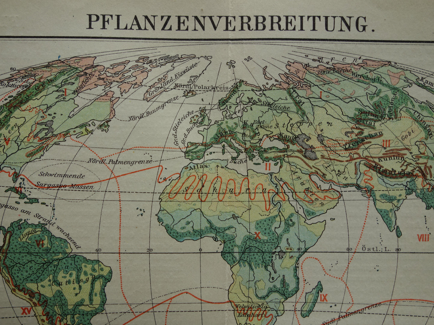 BOTANISCHE WERELDKAART 1921 oude Duitse fytogeografie kaart over gecultiveerde planten antieke plantkunde landkaart vintage gewassen plantengeografie