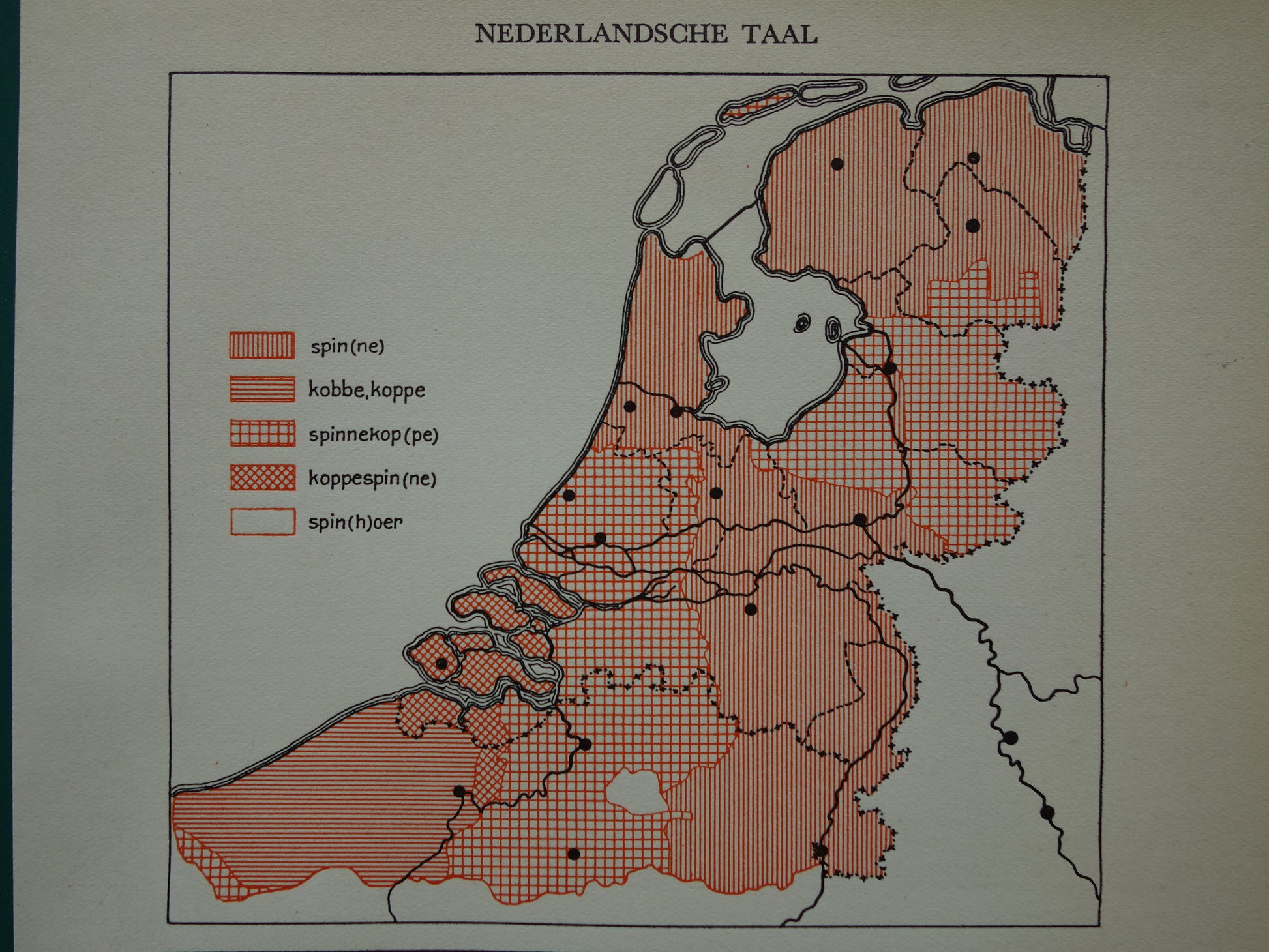 woord voor spin in Nederlands dialect