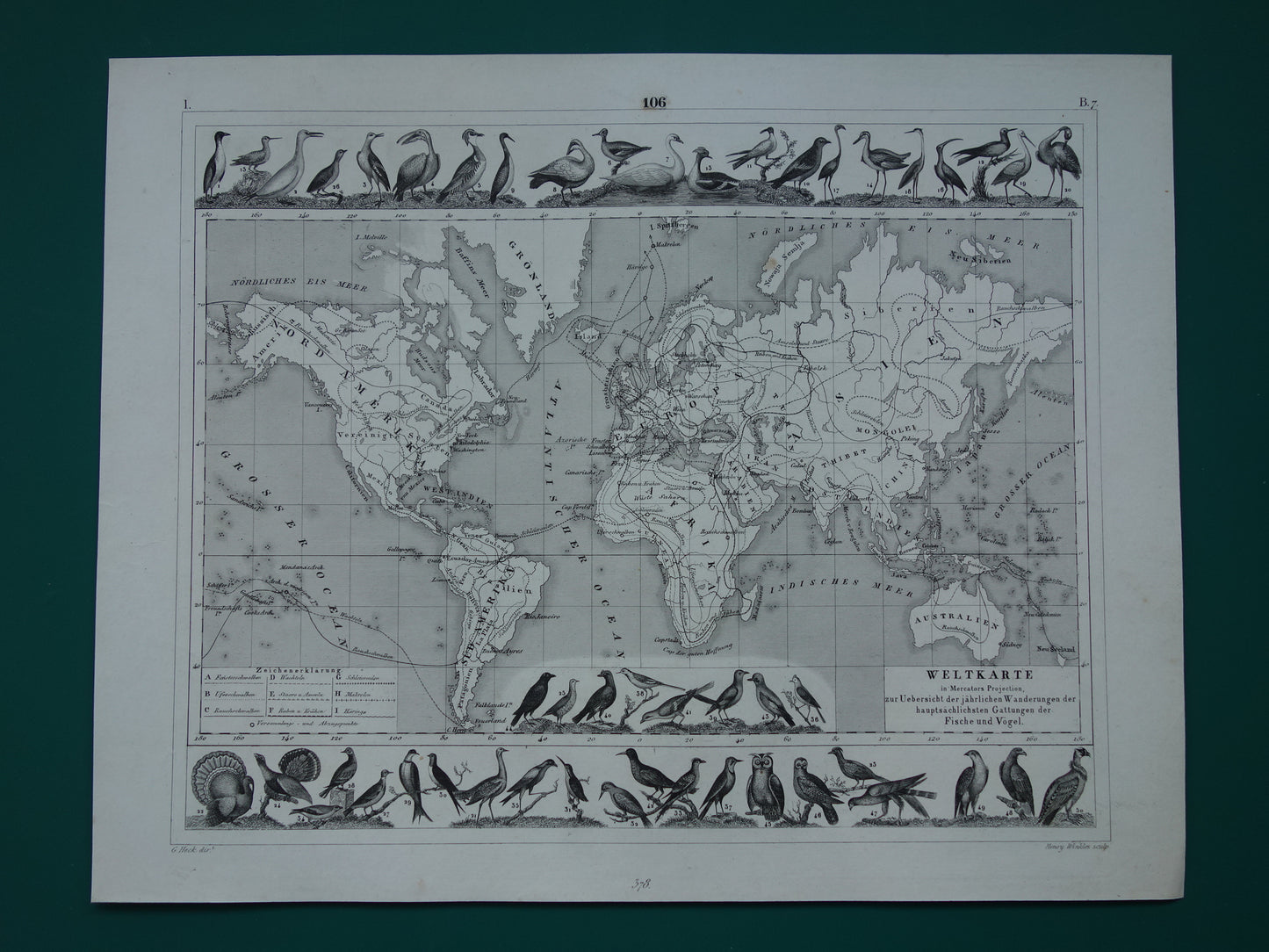 oude wereldkaart met vogels te koop