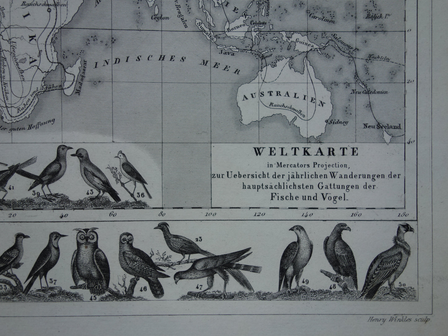 Antieke historische WERELDKAART over vogeltrek 1849 oude print met kaart van de wereld versierd met vogels - vintage landkaart