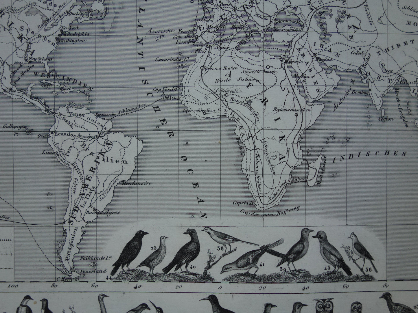 Antieke historische WERELDKAART over vogeltrek 1849 oude print met kaart van de wereld versierd met vogels - vintage landkaart